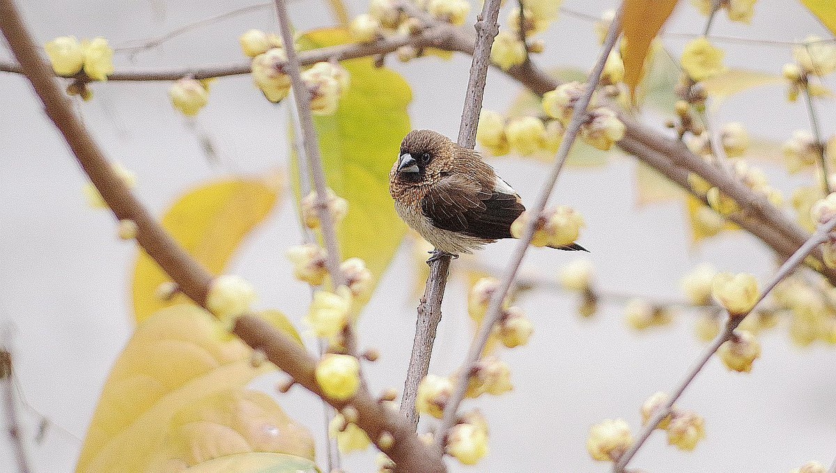 几只小鸟