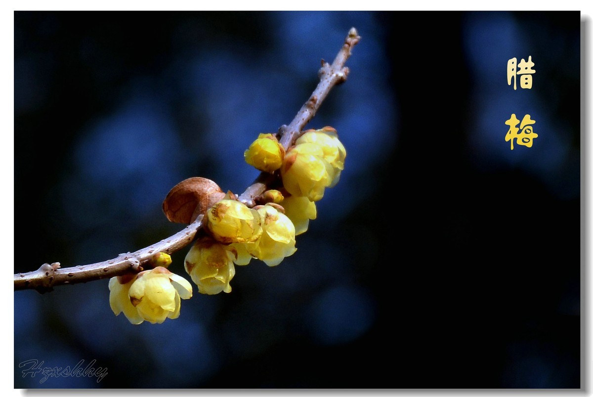 迎春的腊梅（2025002）