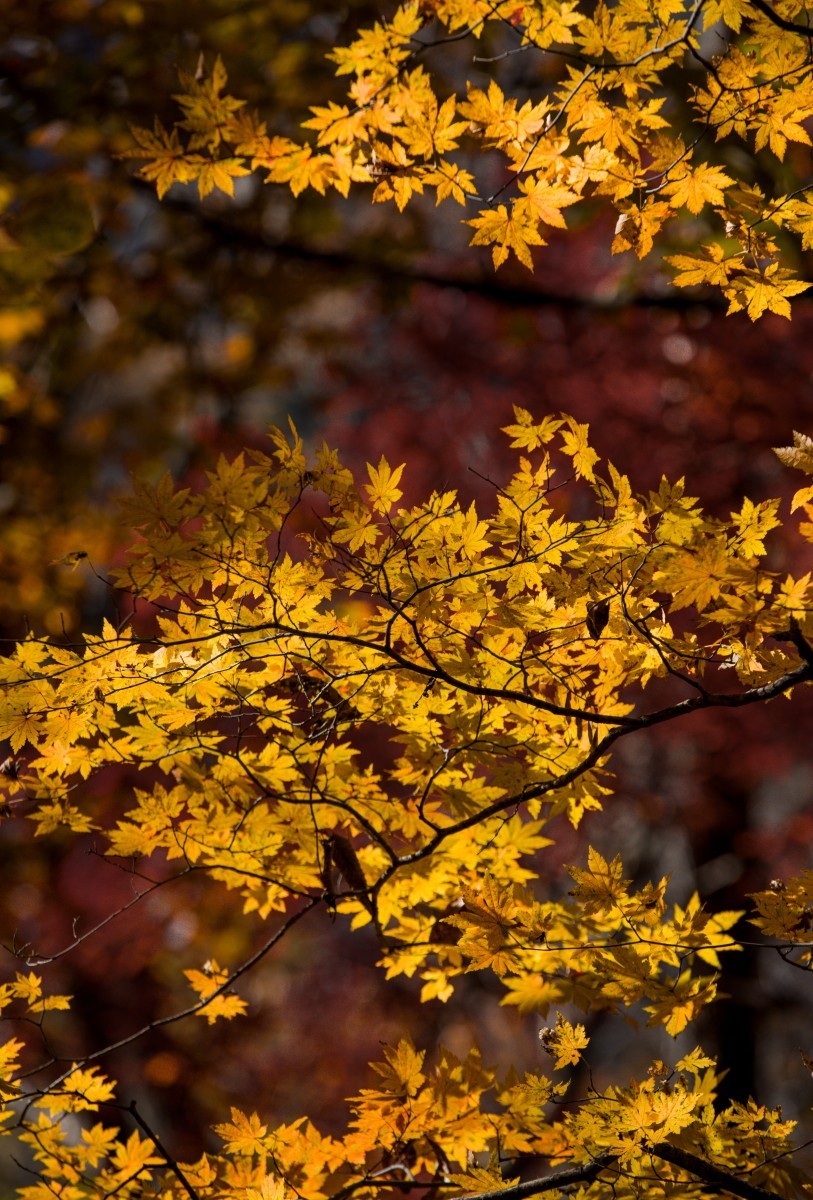 外出随拍（续247）.