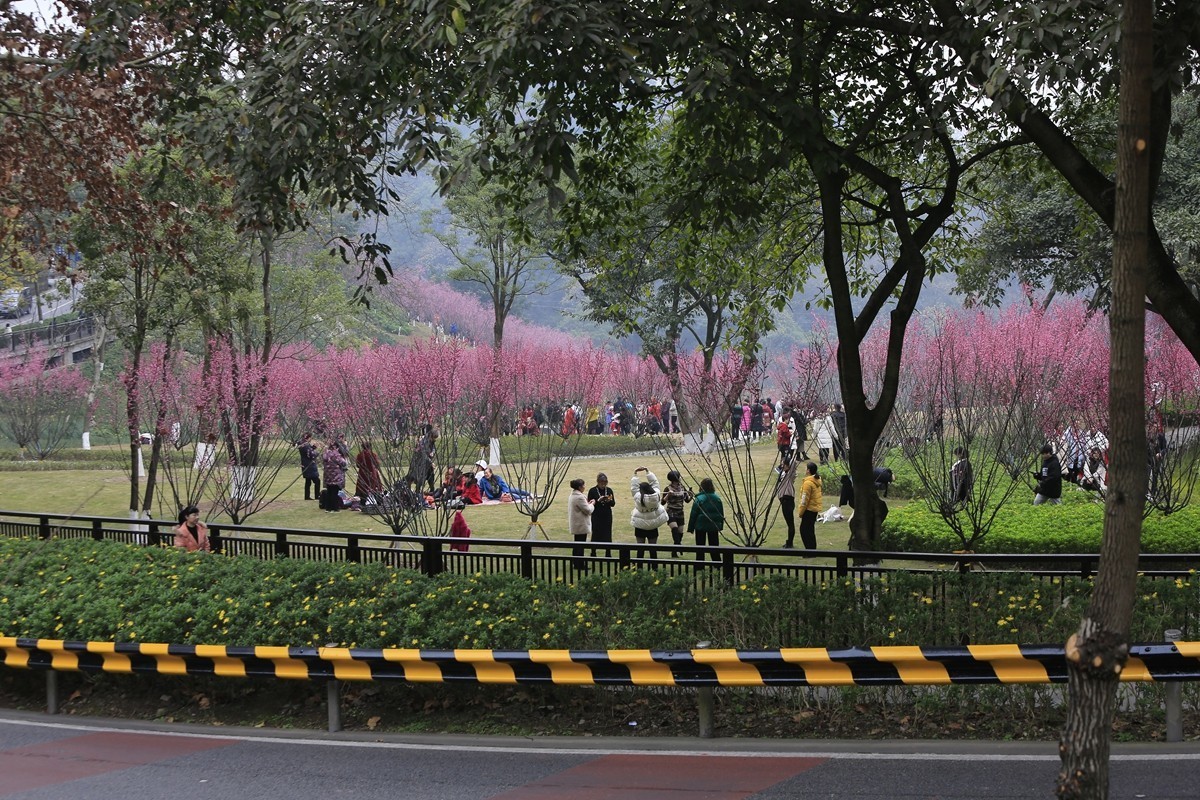 重庆渣滓洞观赏红梅纪实