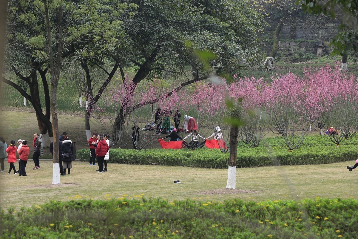 重庆渣滓洞观赏红梅纪实