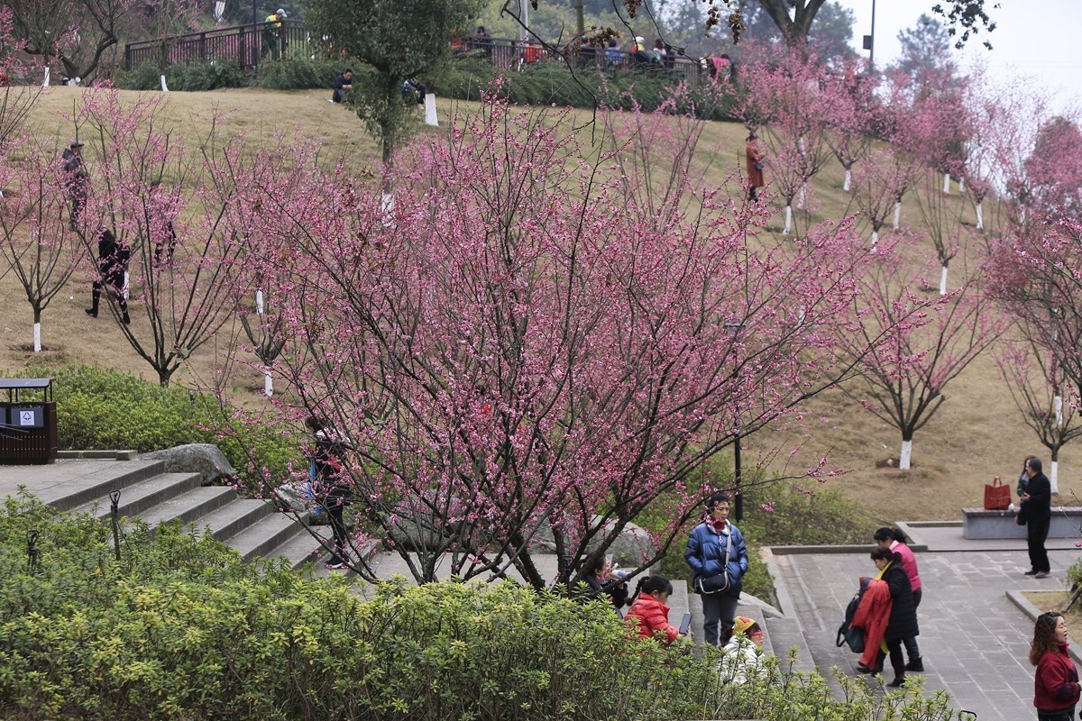 重庆渣滓洞观赏红梅纪实