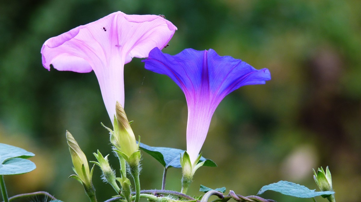 又拍牵牛花