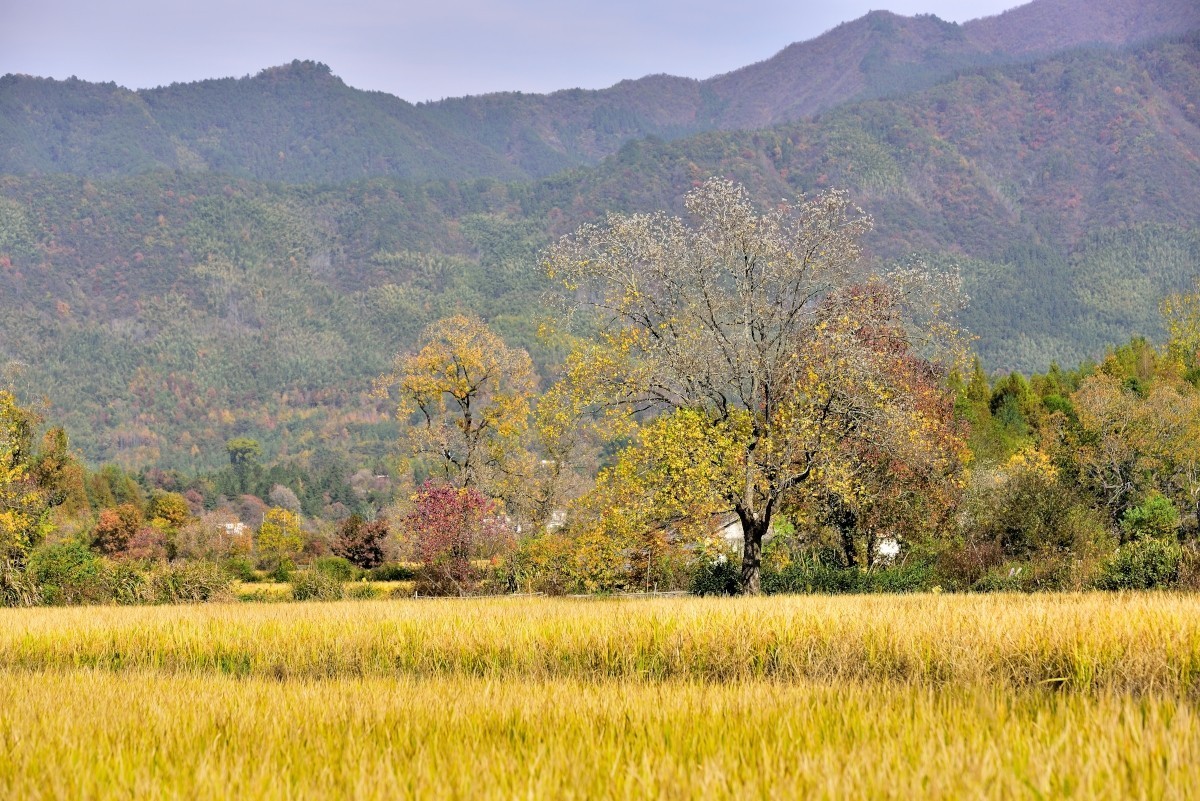秋染塔川（一）