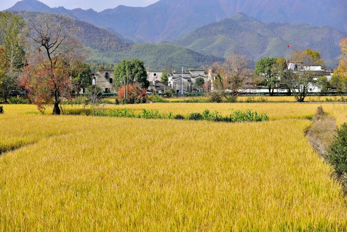 秋染塔川（一）