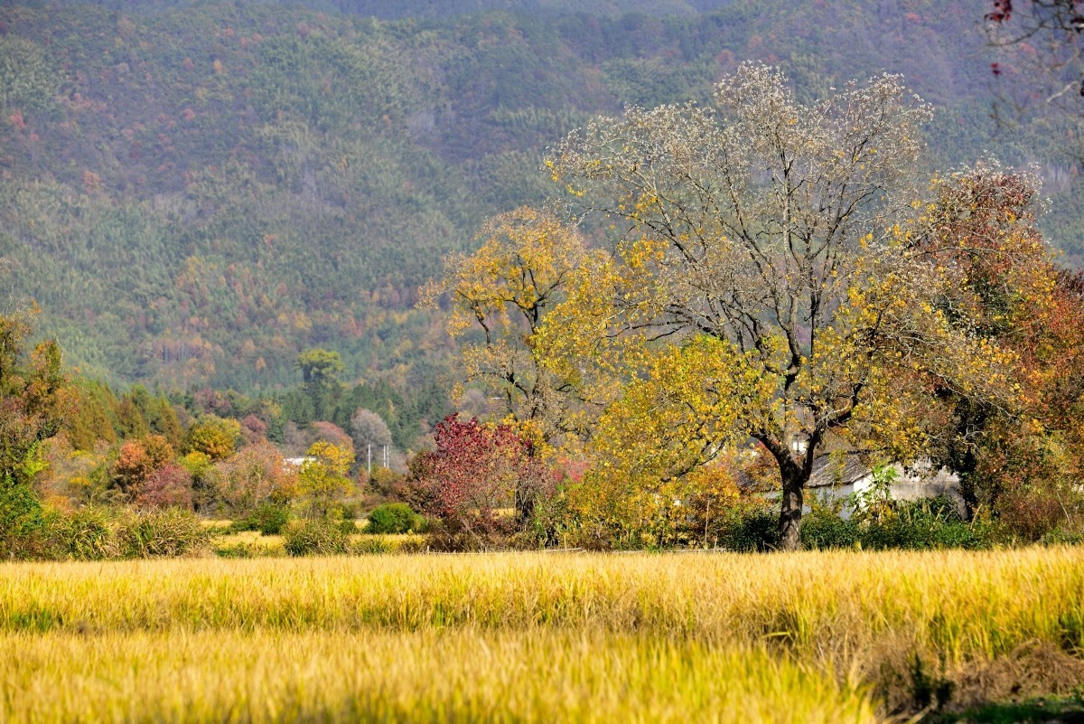 秋染塔川（一）