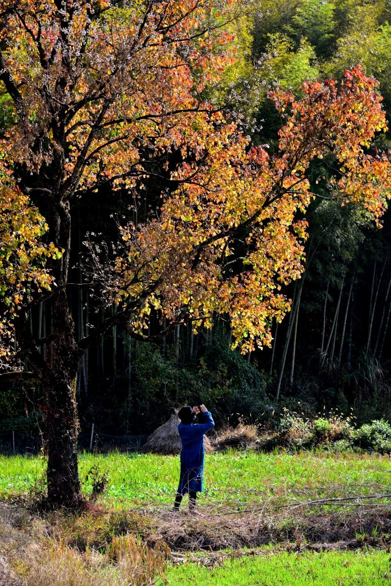 秋染塔川（二）