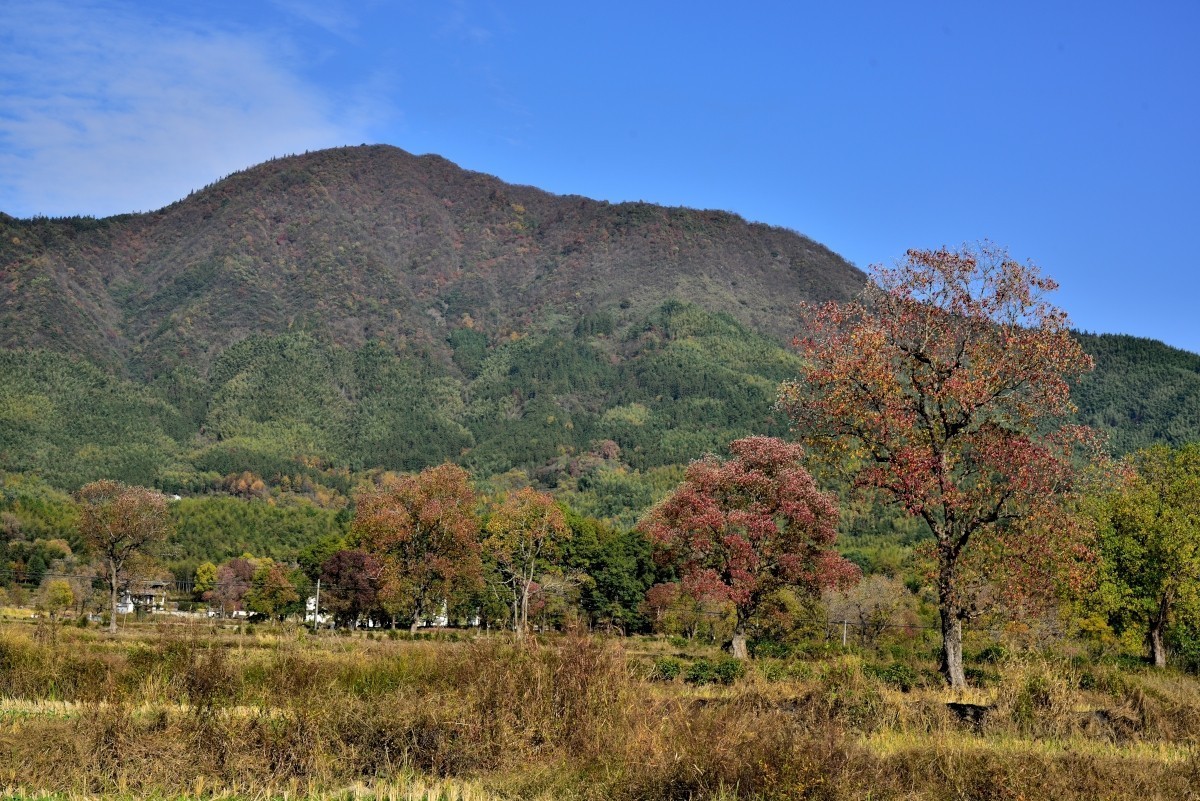 秋染塔川（二）