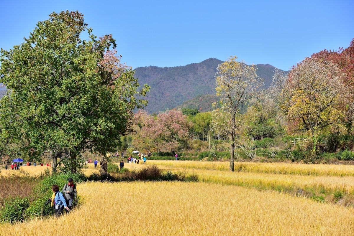 秋染塔川（三）