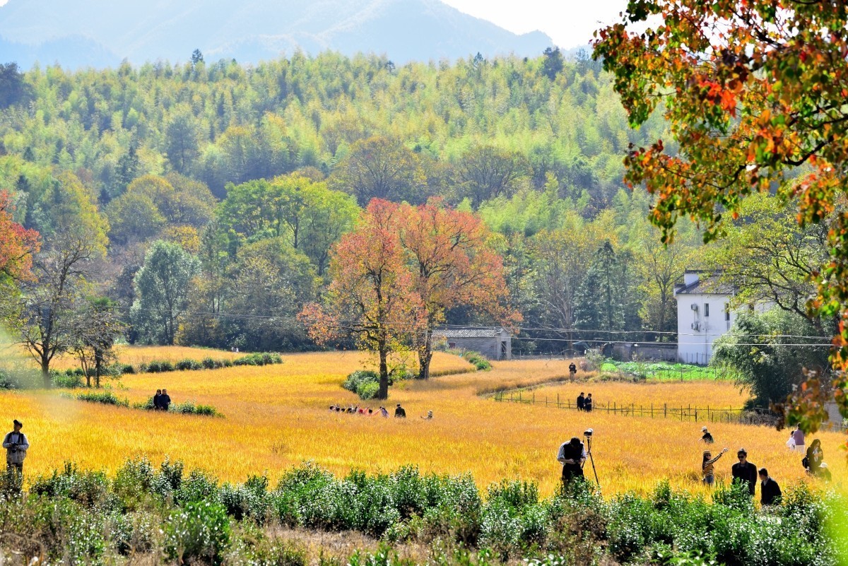 秋染塔川（三）