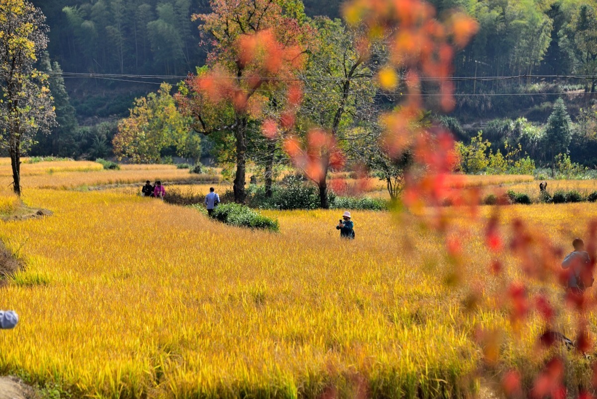 秋染塔川（三）