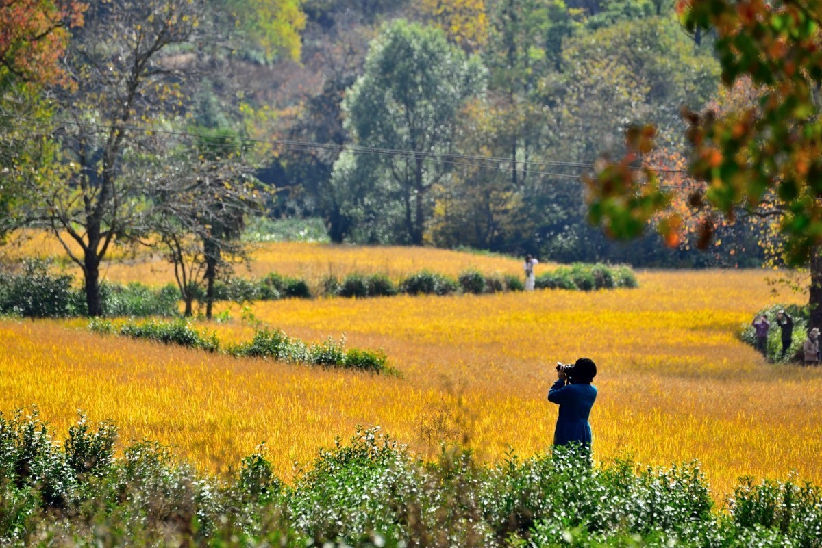 秋染塔川（三）