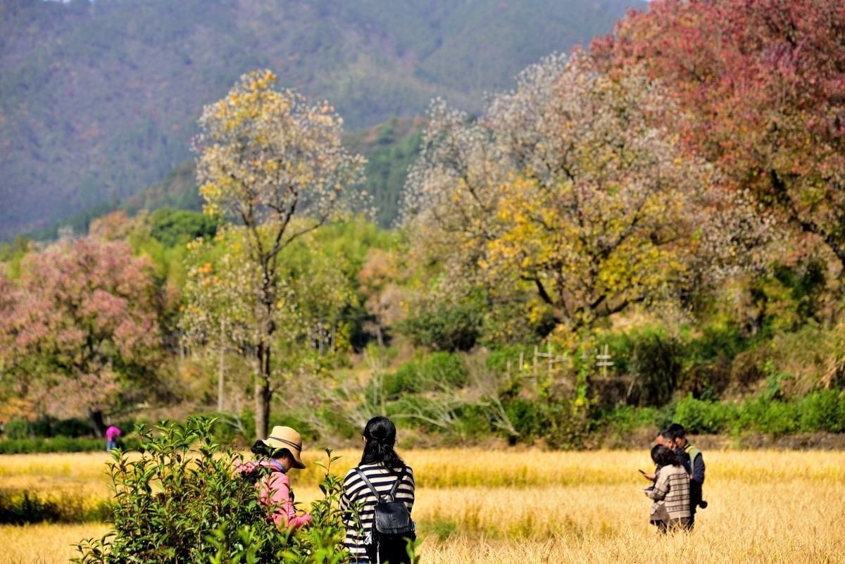 秋染塔川（三）