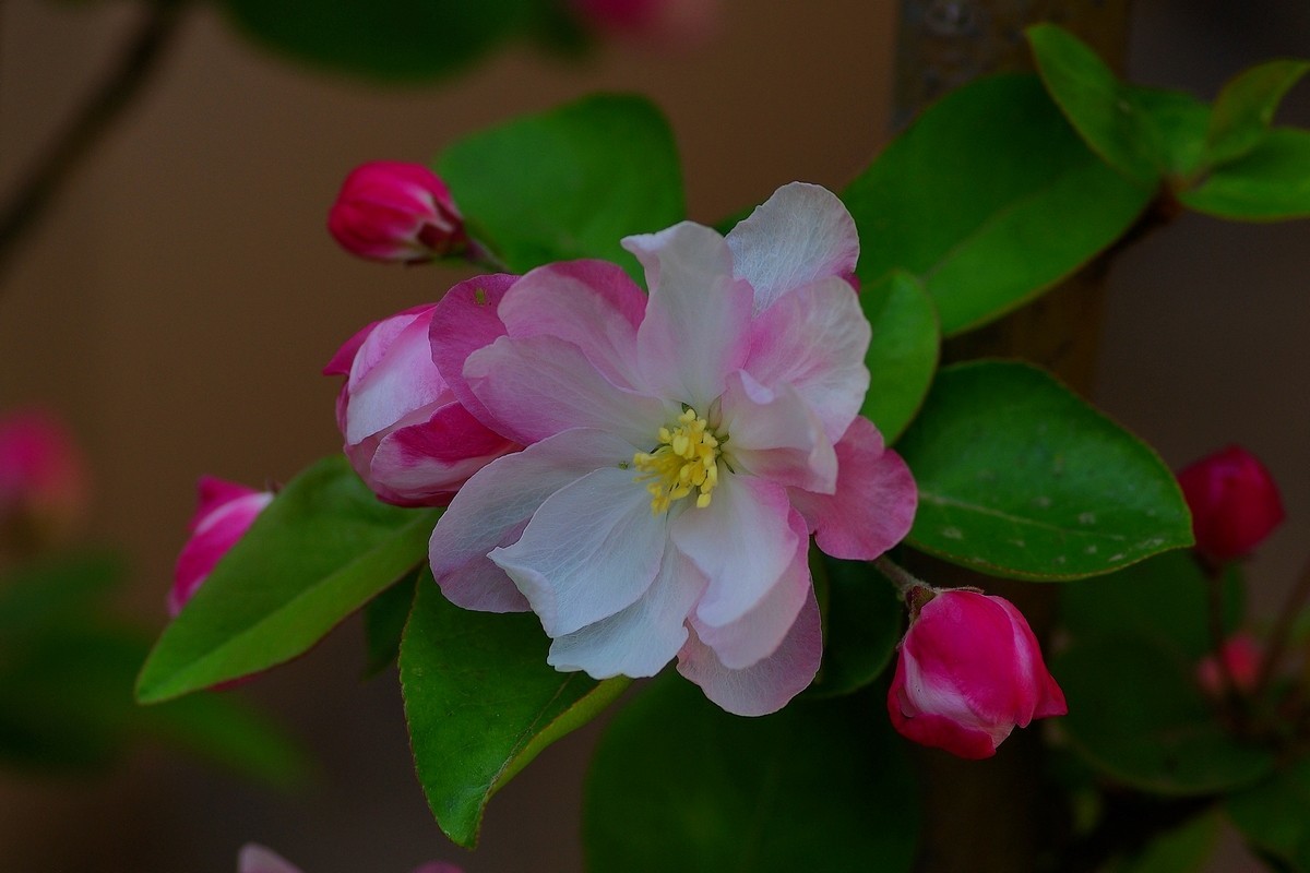 娇艳欲滴的西府海棠