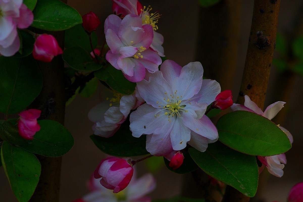 娇艳欲滴的西府海棠