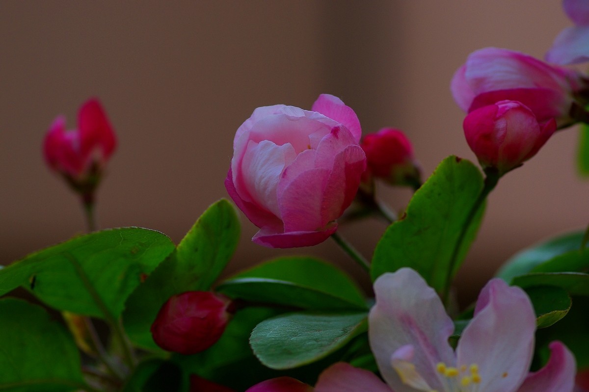 娇艳欲滴的西府海棠