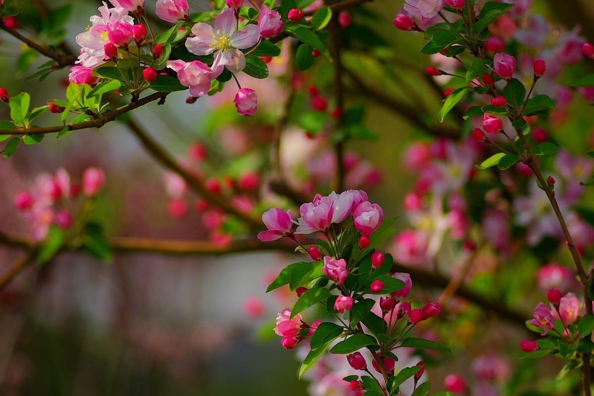 娇艳欲滴的西府海棠