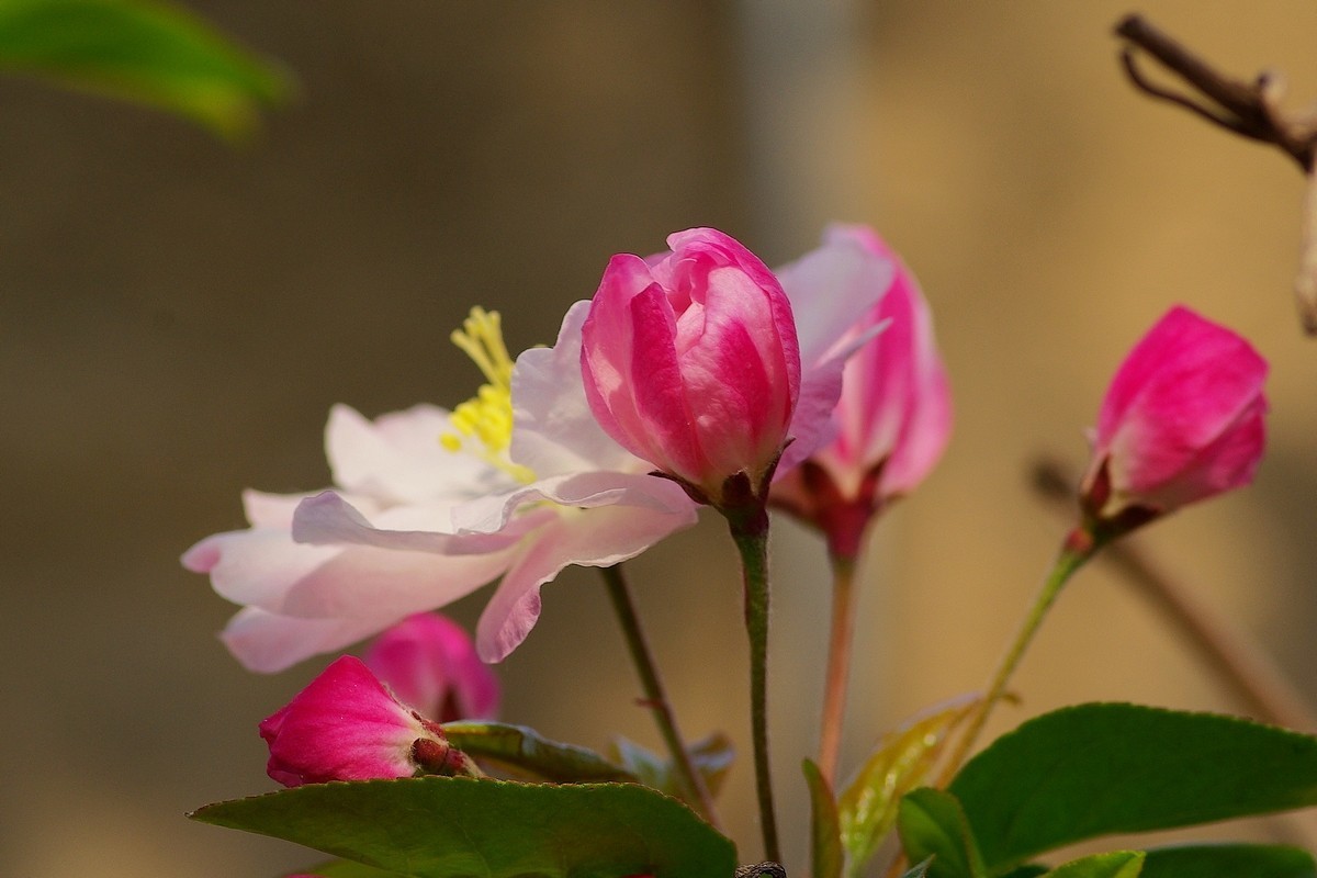 娇艳欲滴的西府海棠