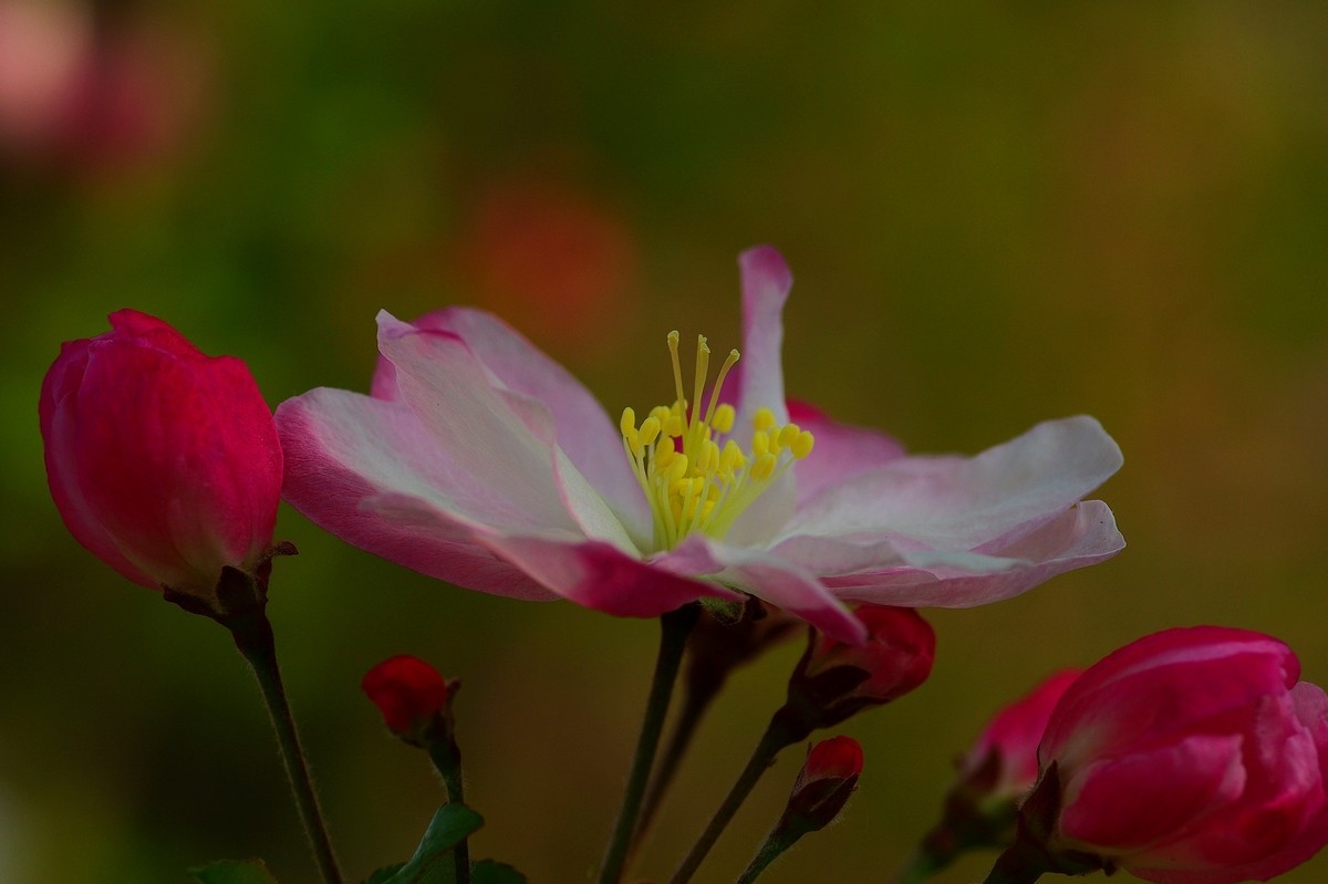 娇艳欲滴的西府海棠