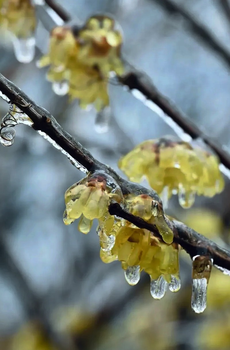 冻雨冰挂-中关村在线摄影论坛