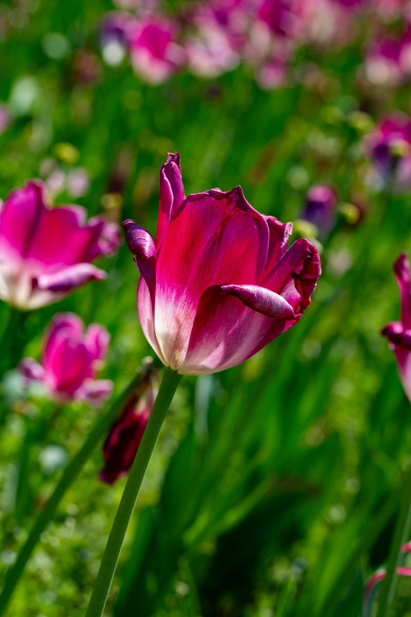 植物园拍郁金香33