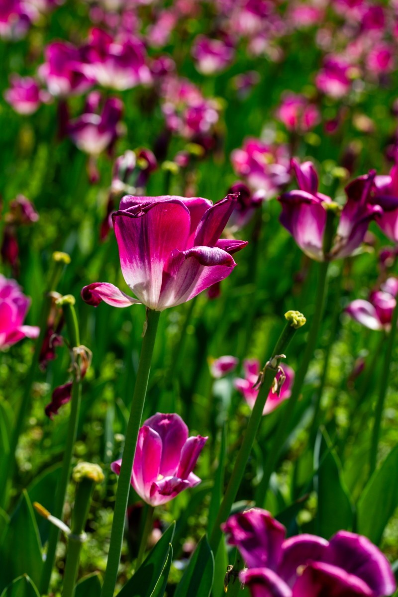 植物园拍郁金香33