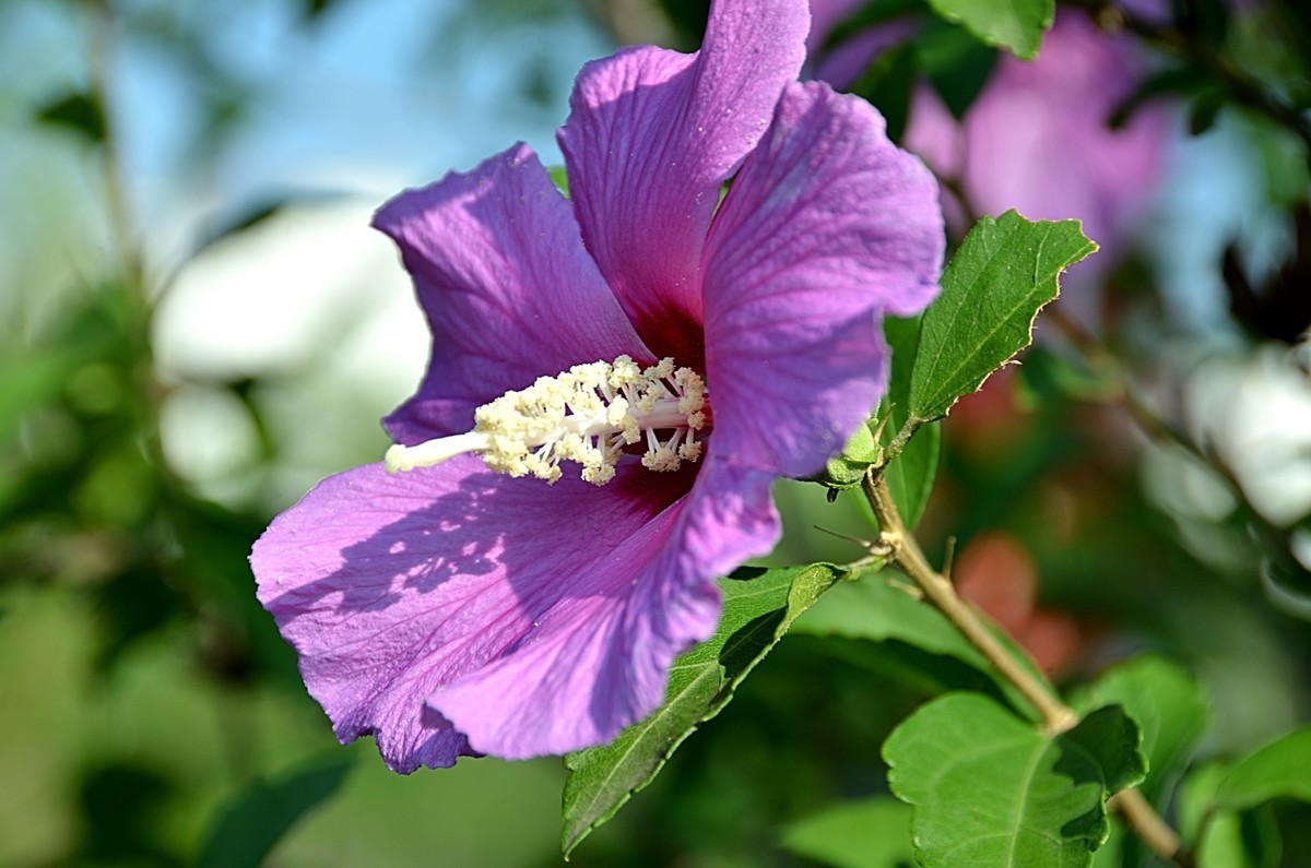 2024木槿花（14）