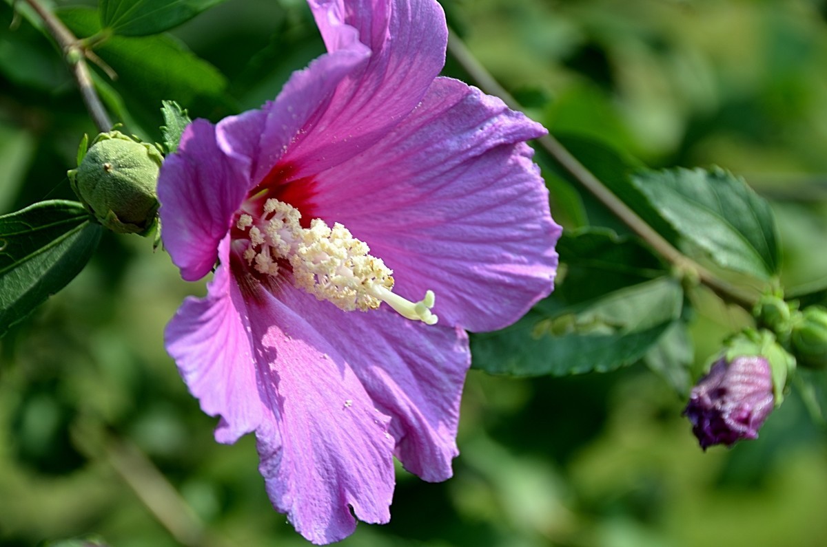 2024木槿花（14）