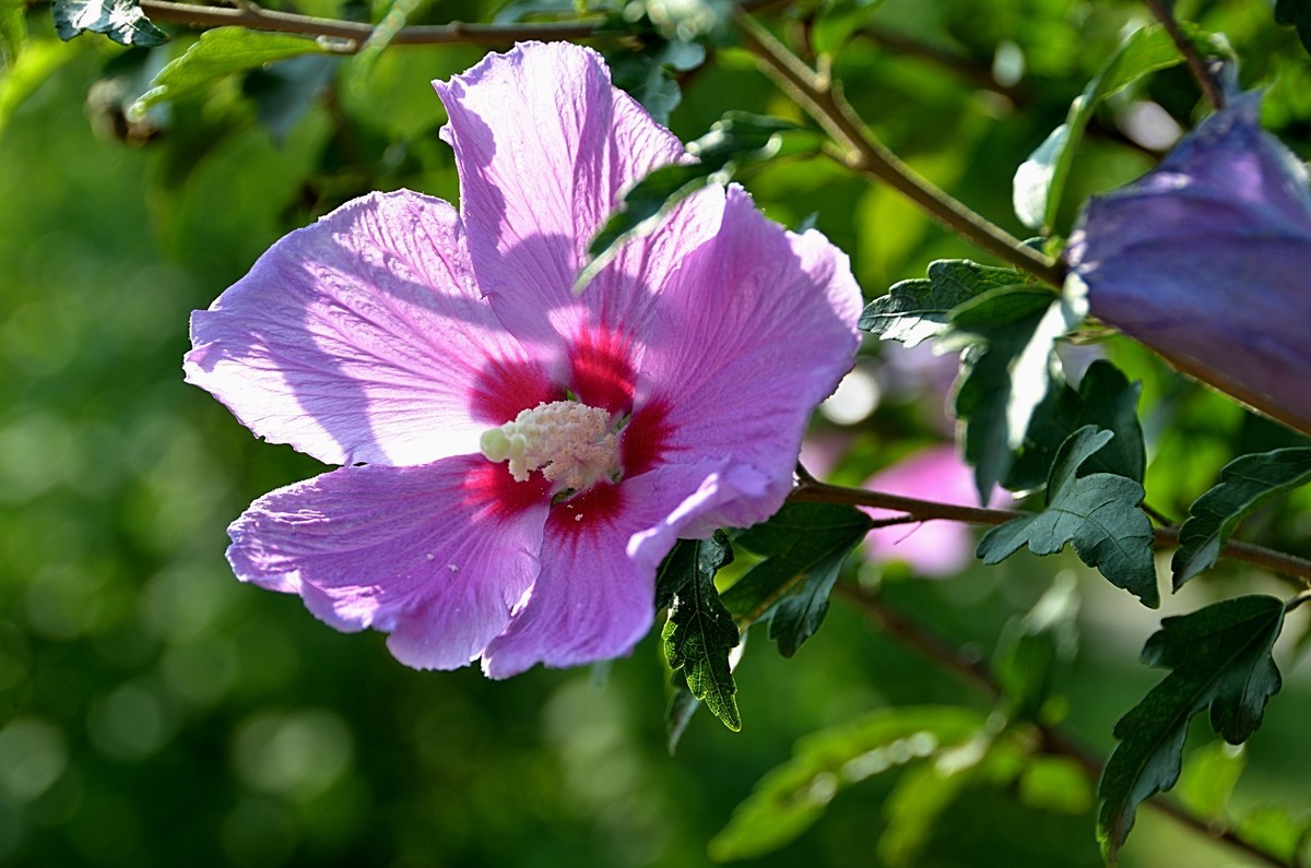 2024木槿花（14）