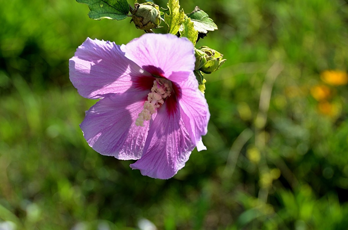 2024木槿花（14）