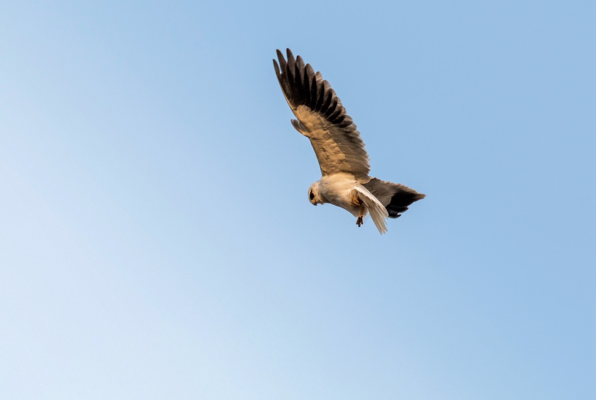 寻找猎物的黑翅鸢（三）