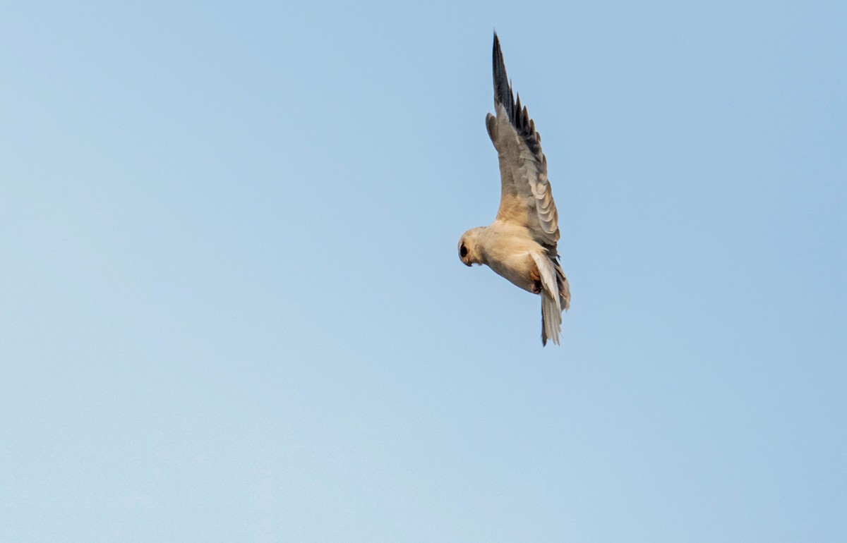 寻找猎物的黑翅鸢（三）