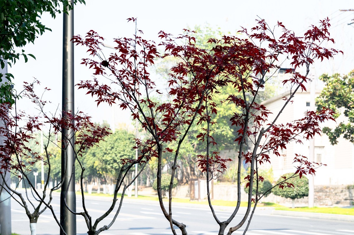 庐州印象（417）合肥科学岛