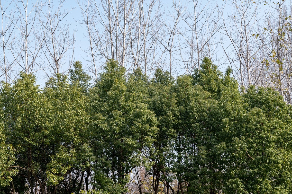 庐州印象（417）合肥科学岛