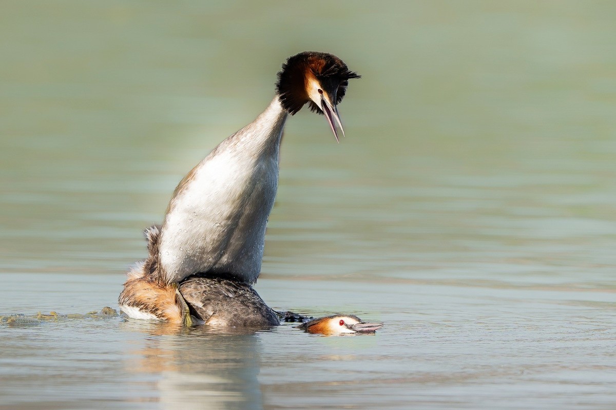 求偶翩翩情切切， 身姿曼妙意绵绵。