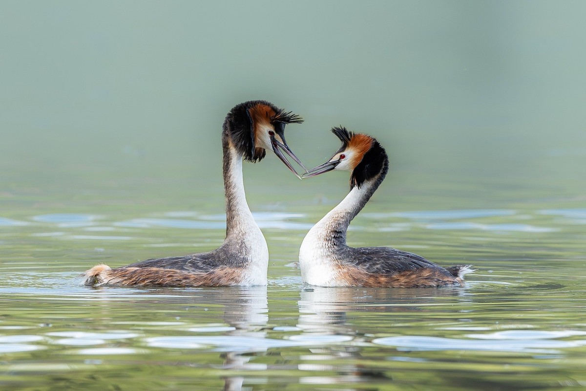 求偶翩翩情切切， 身姿曼妙意绵绵。