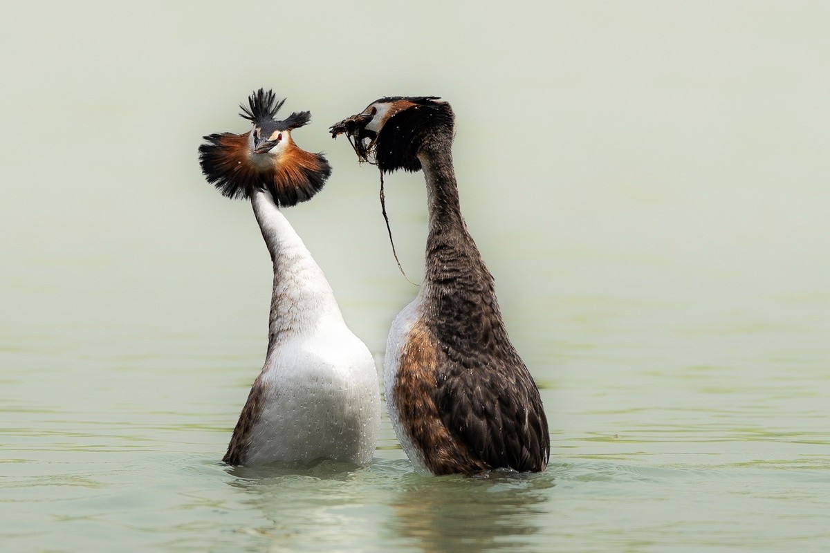 求偶翩翩情切切， 身姿曼妙意绵绵。