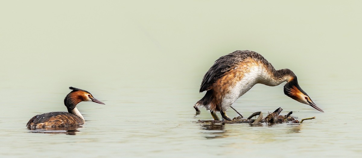 求偶翩翩情切切， 身姿曼妙意绵绵。