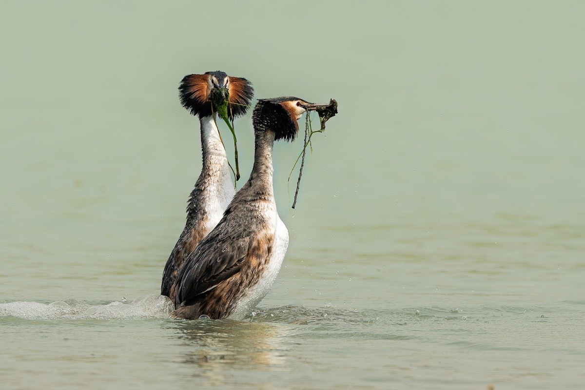 求偶翩翩情切切， 身姿曼妙意绵绵。