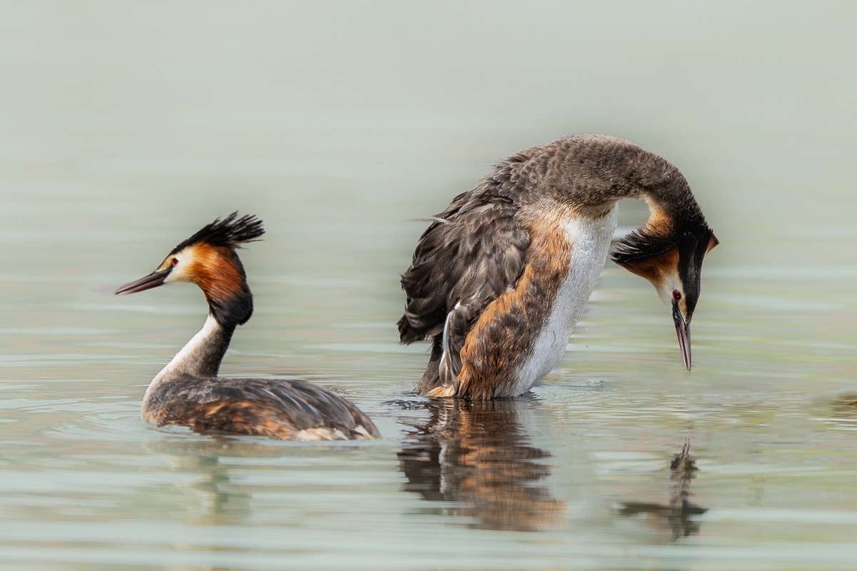 求偶翩翩情切切， 身姿曼妙意绵绵。