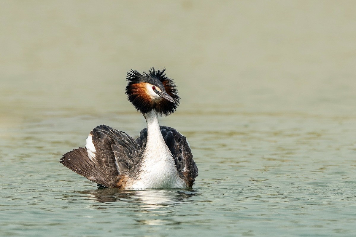 求偶翩翩情切切， 身姿曼妙意绵绵。