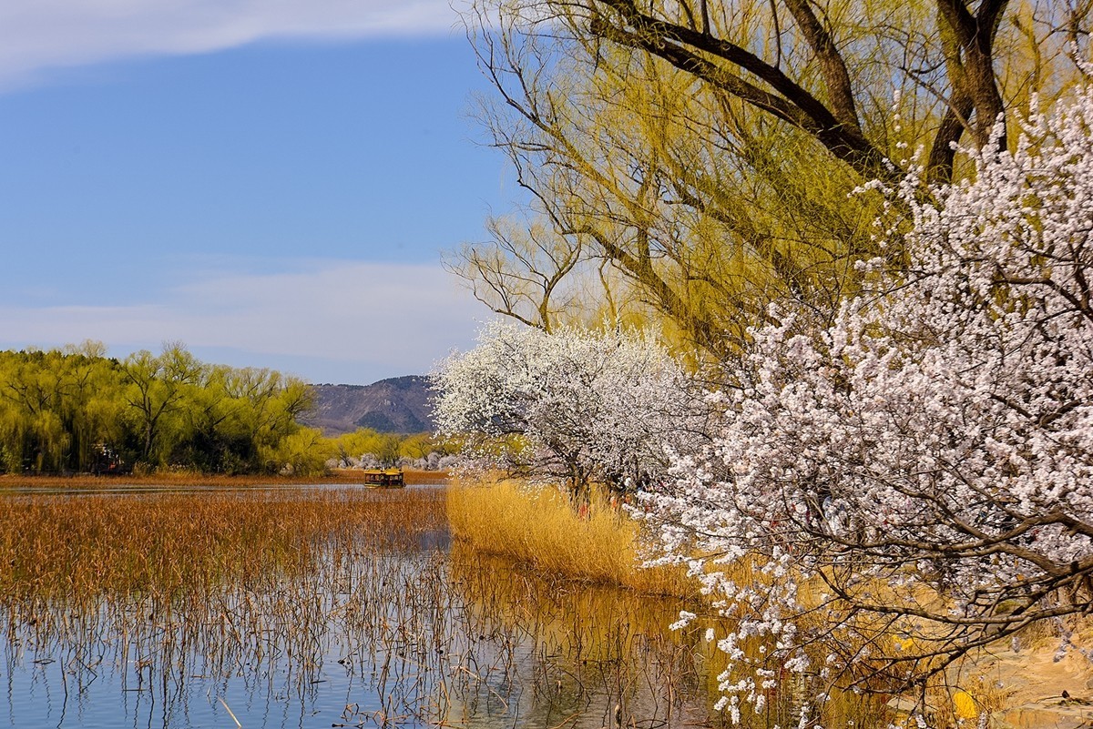 2025年第0196贴-颐和园西堤风光拍（0320）