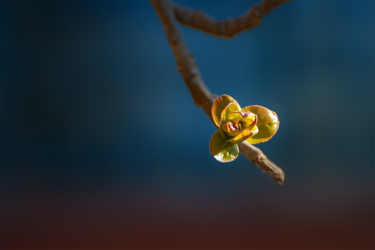 颐和园中拍摄的春芽