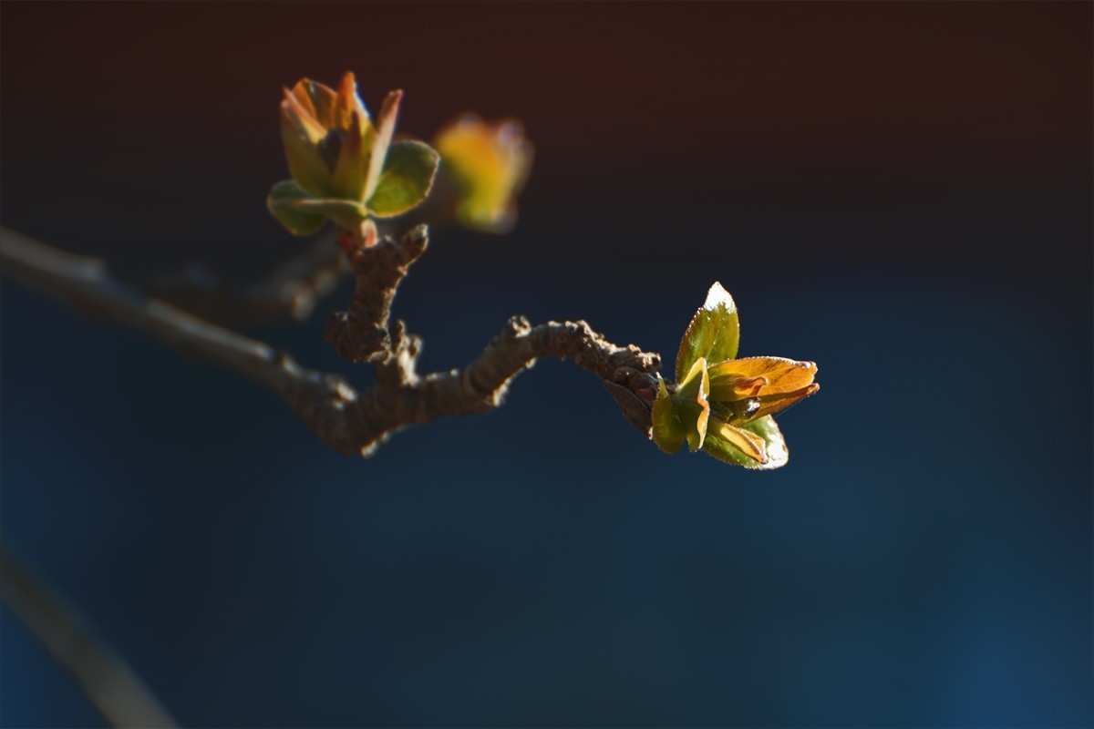 颐和园中拍摄的春芽