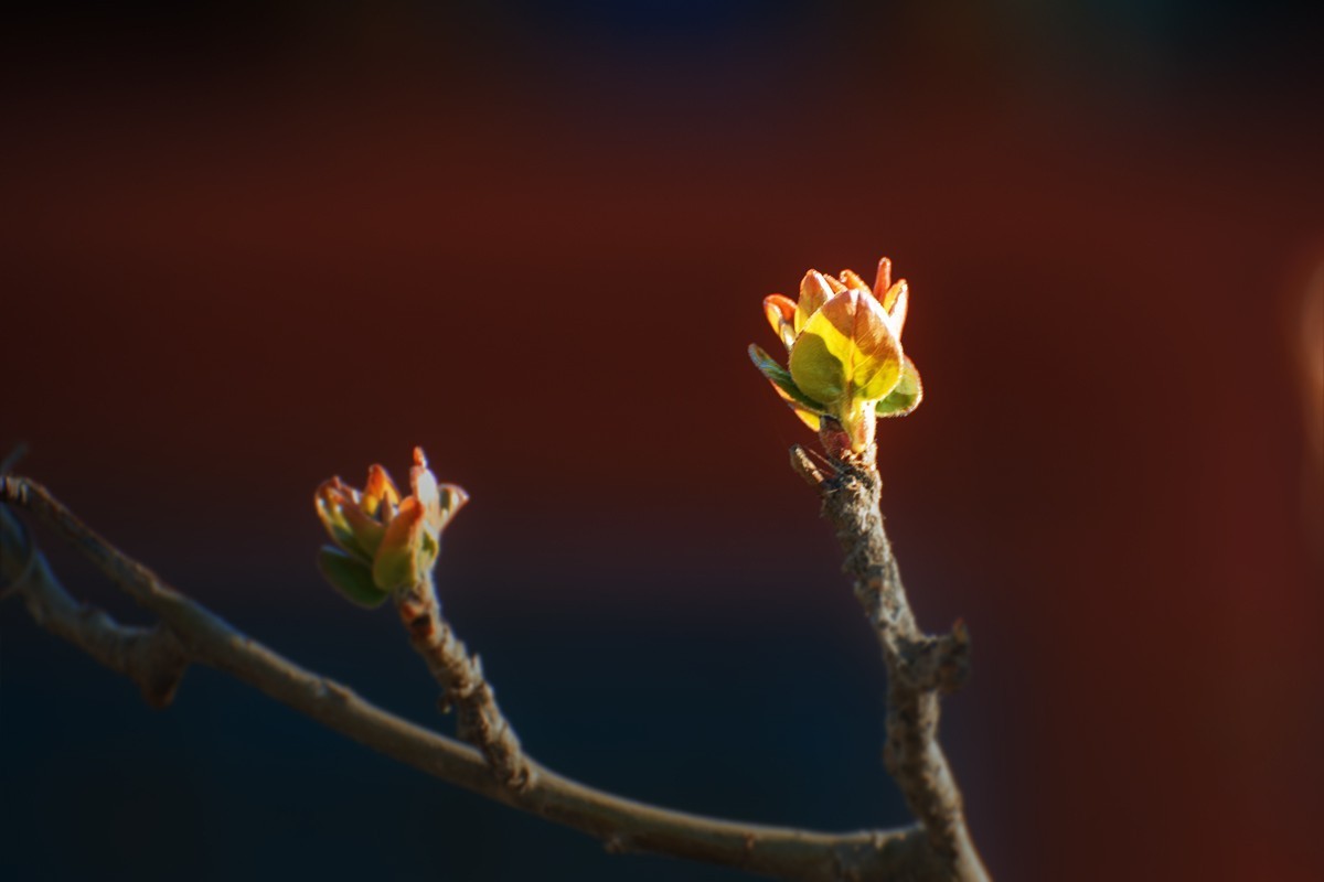 颐和园中拍摄的春芽