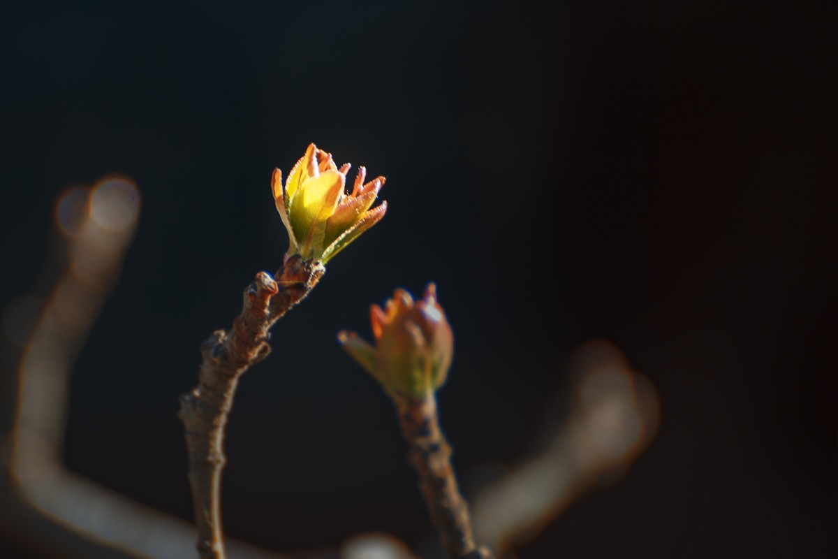 颐和园中拍摄的春芽