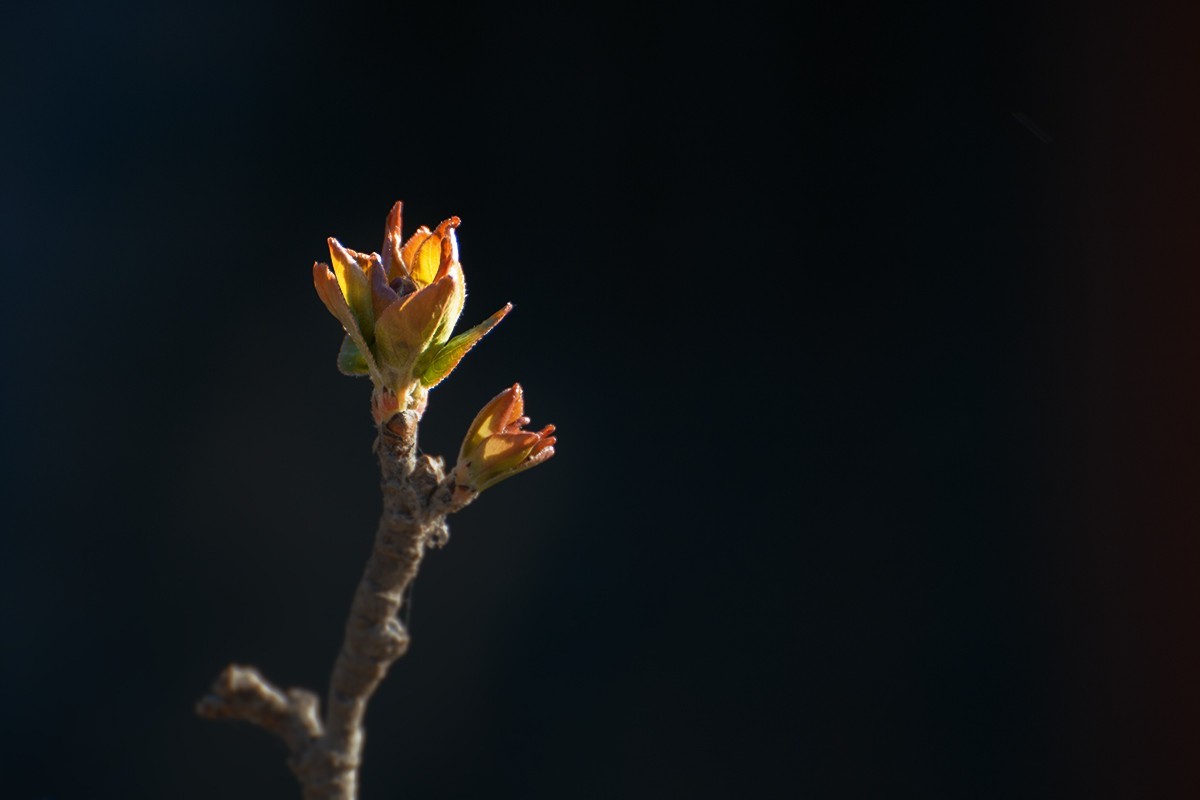 颐和园中拍摄的春芽