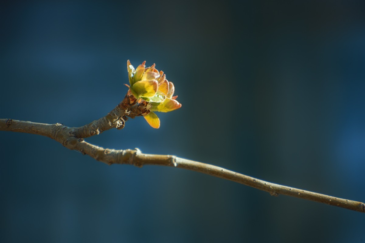 颐和园中拍摄的春芽
