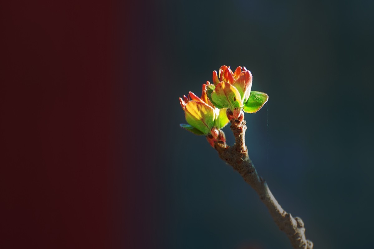 颐和园中拍摄的春芽