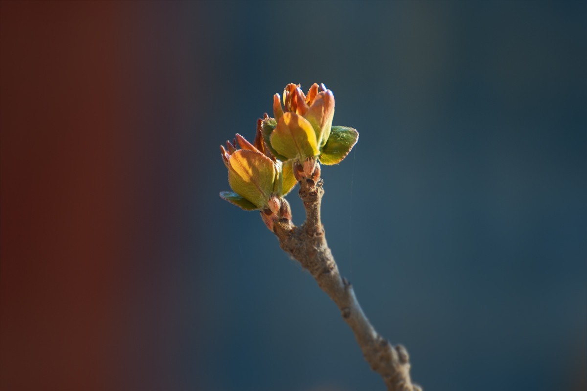 颐和园中拍摄的春芽
